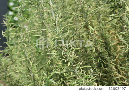 被葉蟬破壞的迷迭香葉子 81002497