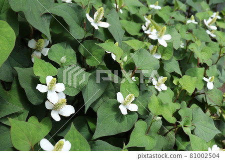 Houttuynia cordata flower 81002504