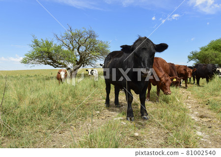 Steers fed on pasture, La Pampa, Argentina 81002540