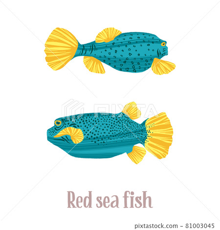 Colorful tropical fish of the Red Sea, Pacific and Indian Oceans, lives near corals. 81003045