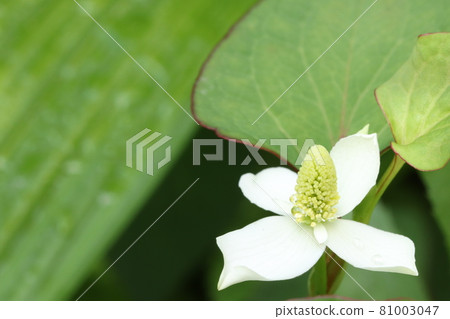 北達見花 北達見花 81003047