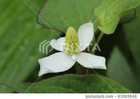 Houttuynia cordata flower Houttuynia cordata flower 81003048