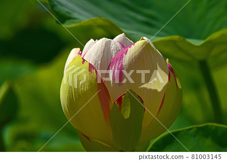 Lotus flower  81003145