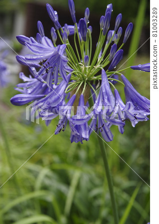 agapanthus(紫太子蘭)的花朵盛開。學名是Agapanthus。 agapanthus(紫太子蘭)的花朵盛開。學名是Agapanthus。 81003289