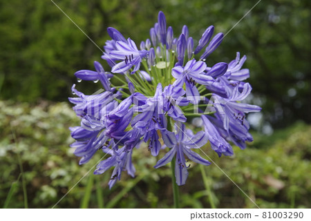 agapanthus(紫太子蘭)的花朵盛開。學名是Agapanthus。 agapanthus(紫太子蘭)的花朵盛開。學名是Agapanthus。 81003290