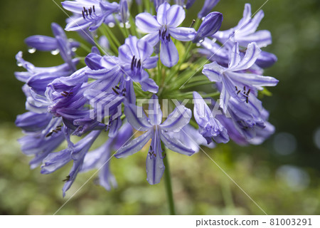 agapanthus(紫太子蘭)的花朵盛開。學名是Agapanthus。 agapanthus(紫太子蘭)的花朵盛開。學名是Agapanthus。 81003291