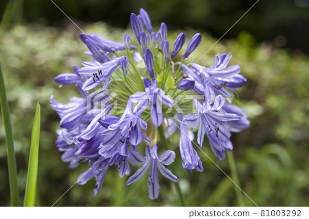 agapanthus(紫太子蘭)的花朵盛開。學名是Agapanthus。 agapanthus(紫太子蘭)的花朵盛開。學名是Agapanthus。 81003292