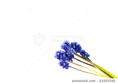 Muscari Hyacinth blue flowers isolated on white background 81003580