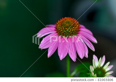 Echinacea Echinacea 81003806