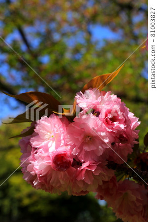 Double cherry blossoms in full bloom in spring 81003827