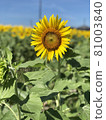 summer sunflowers 81003840