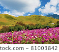 Blue sky, mountains and cosmos fields 81003842
