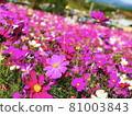 Cosmos field in full bloom 81003843