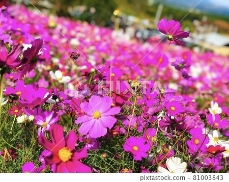 Cosmos field in full bloom Cosmos field in full bloom 81003843