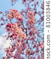 Cherry tree in full bloom  81003846