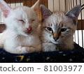 Cuddly cat 81003977