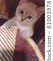 Haunted cat 81003978