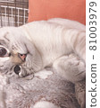Amusing cat 81003979