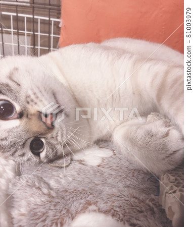 Amusing cat Amusing cat 81003979