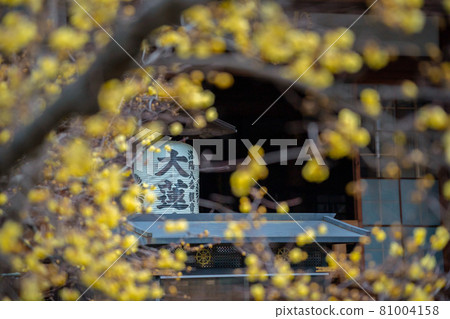 Photographed the Japanese allspice of Dairen Temple in Sakyo Ward, Kyoto City 81004158