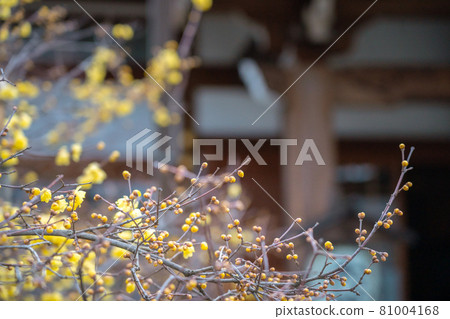 拍攝京都市左京區大連寺的日本五香粉 81004168