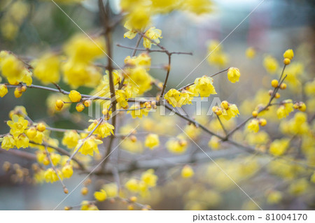 Photographed the Japanese allspice of Dairen Temple in Sakyo Ward, Kyoto City 81004170