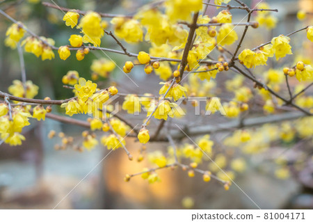 Photographed the Japanese allspice of Dairen Temple in Sakyo Ward, Kyoto City 81004171