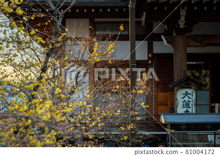 Photographed the Japanese allspice of Dairen Temple in Sakyo Ward, Kyoto City 81004172