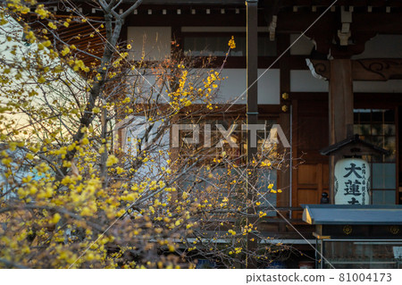 Photographed the Japanese allspice of Dairen Temple in Sakyo Ward, Kyoto City 81004173