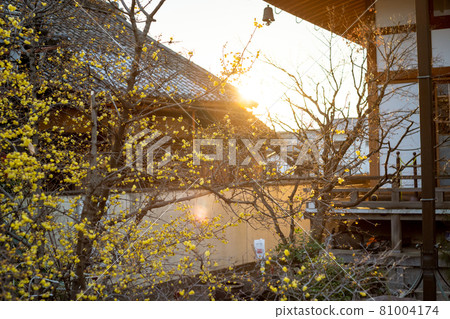 Photographed the Japanese allspice of Dairen Temple in Sakyo Ward, Kyoto City 81004174