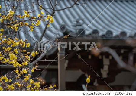 Photographed the Japanese allspice of Dairen Temple in Sakyo Ward, Kyoto City 81004185