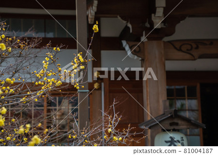 Photographed the Japanese allspice of Dairen Temple in Sakyo Ward, Kyoto City 81004187