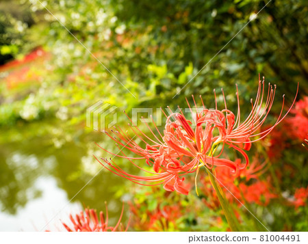 Daichiji cluster amaryllis 2018 81004491