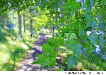 Megami Lake Summer Megami Lake Summer 81004641