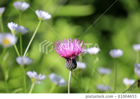 Megami Lake Summer 81004653