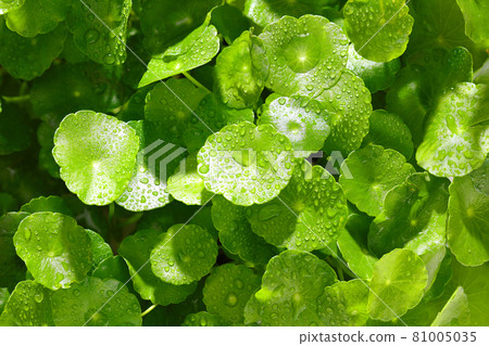 gotu kola leaves 81005035