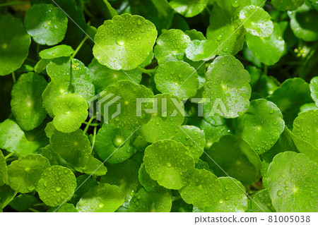 gotu kola leaves 81005038