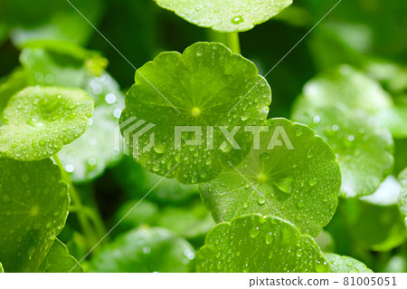 gotu kola leaves 81005051