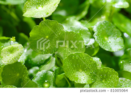 gotu kola leaves gotu kola leaves 81005064