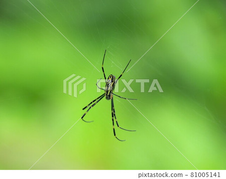 Nephila spider 81005141