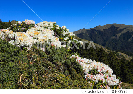 合歡山,杜鵑花 81005591