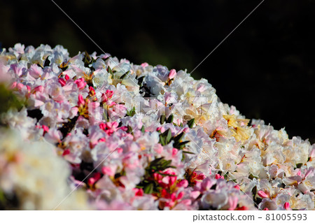 合歡山,杜鵑花 81005593