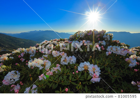 Hehuan Mountain, Rhododendron 81005595