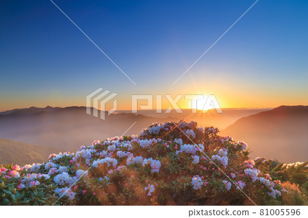 Hehuan Mountain, Rhododendron 81005596
