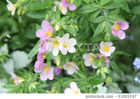 西雅各的梯子 Polemonium 杏的喜悅，即使在半陰處也能生長 81005597