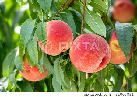 Fresh and sweet peaches in the orchard 81005851