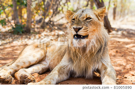 與一張粗獷的面孔的公幼獅 與一張粗獷的面孔的公幼獅 81005890