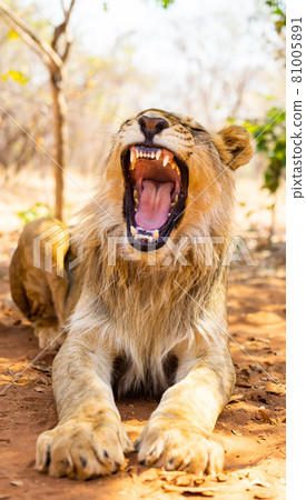 公獅子張大嘴打哈欠 81005891
