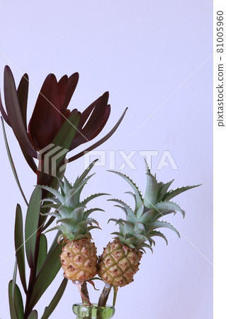 Leuca Dendron and Mini Pine Leuca Dendron and Mini Pine 81005960