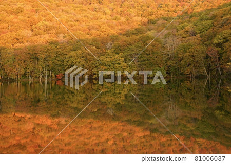 Autumn leaves in Tsutanuma, Aomori Prefecture Autumn leaves in Tsutanuma, Aomori Prefecture 81006087